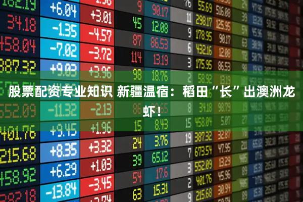 股票配资专业知识 新疆温宿：稻田“长”出澳洲龙虾！